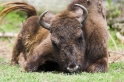 wisent020808-8