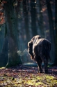 wisent060120-2