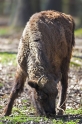 wisent090407-1