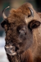 wisent110109-6