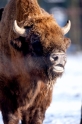 wisent110109-7