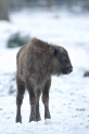 wisent110109-8