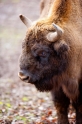 wisent240114-1