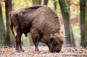 wisent311009-1