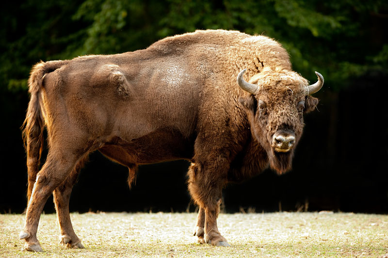 wisent030819-1.jpg
