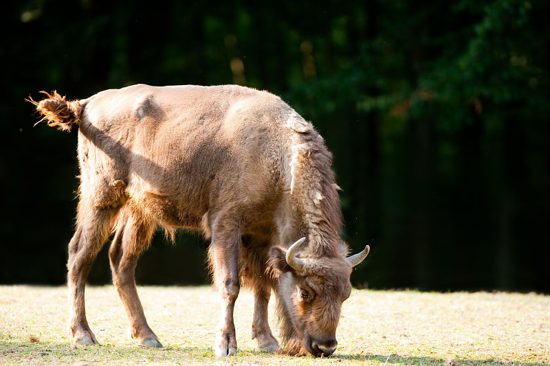 wisent030819-3.jpg