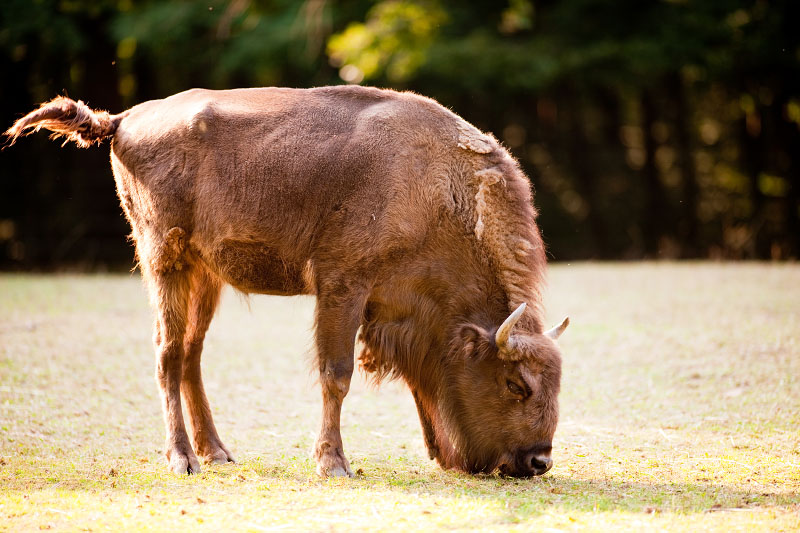 wisent030819-5.jpg