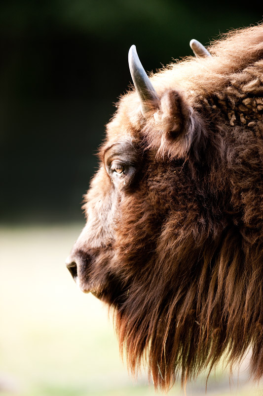 wisent030819-6.jpg