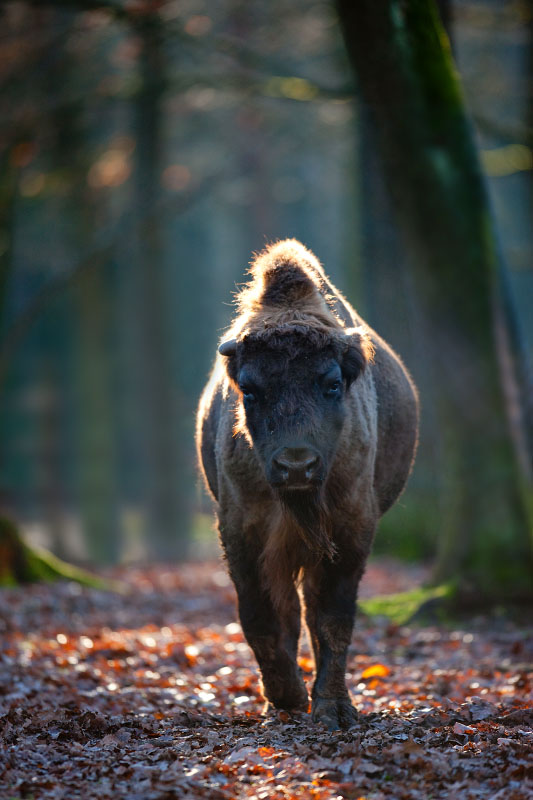 wisent060120-4.jpg