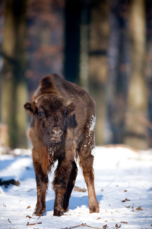 wisent110109-1.jpg