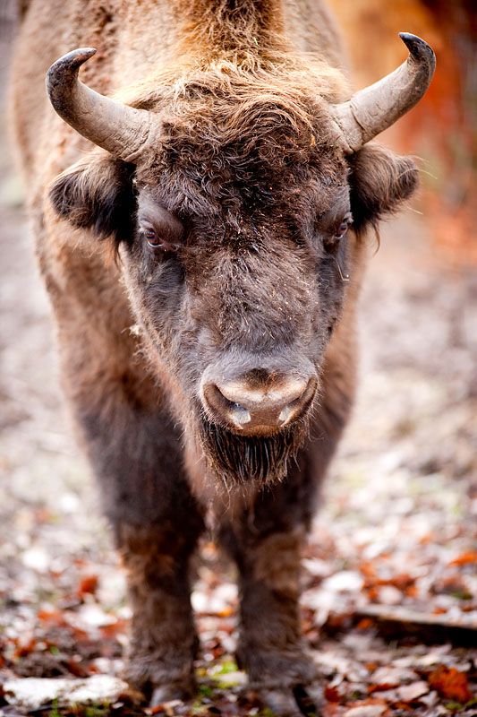 wisent240114-2.jpg