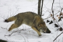 wolf010207-11