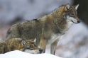 wolf010207-12