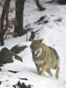 wolf010207-24