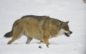 wolf010207-6
