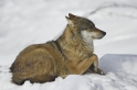 wolf010207-7