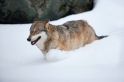 wolf130210-12