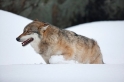 wolf130210-13
