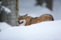 wolf130210-3