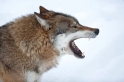 wolf130210-5