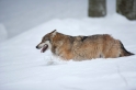 wolf130210-6