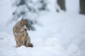 wolf130210-9