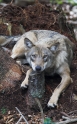 wolf180808-5