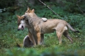 wolf200807-1