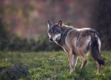 wolf281206-1