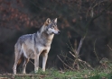 wolf281206-14