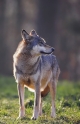 wolf281206-7