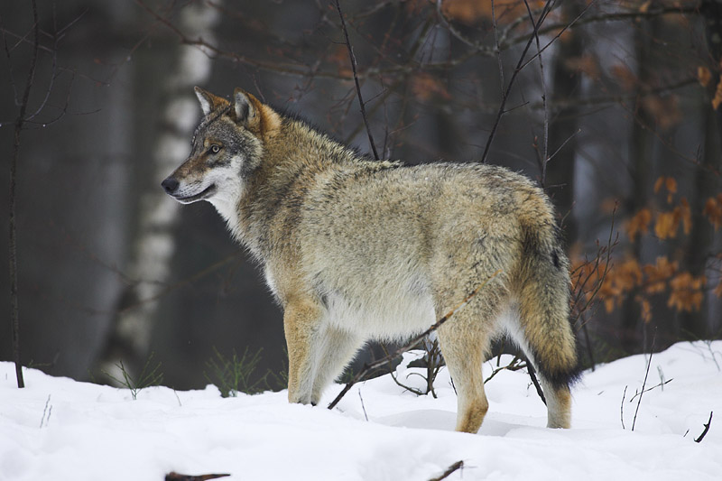 wolf010207-14.jpg