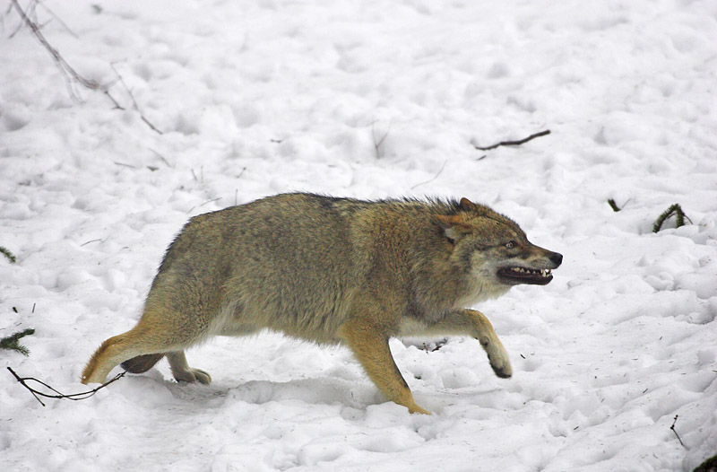 wolf010207-20.jpg