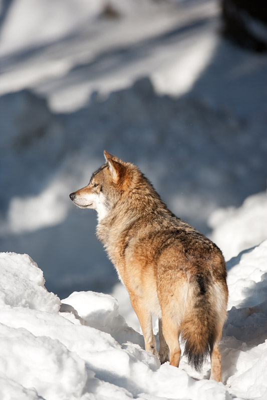 wolf070210-1.jpg