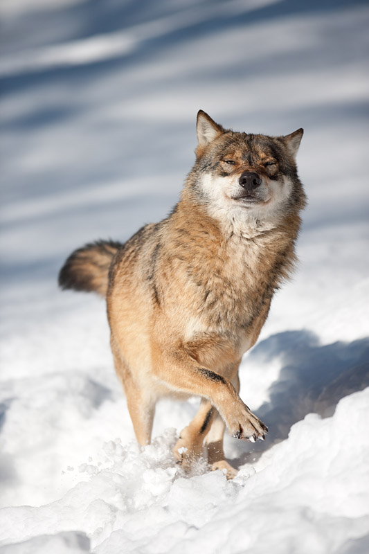 wolf070210-4.jpg