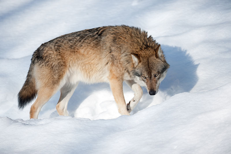 wolf070210-6.jpg