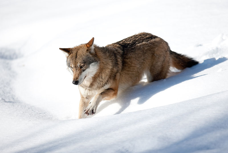 wolf080210-1.jpg