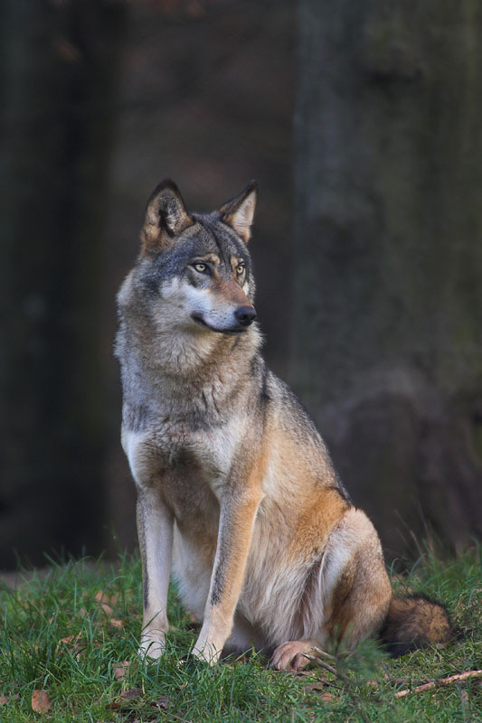 wolf281206-15.jpg