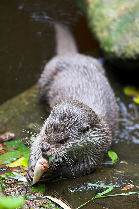 fischotter200808-8.jpg