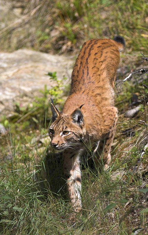 luchs190808-2.jpg