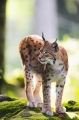 luchs170808-1