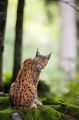 luchs170808-2