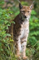 luchs190808-1