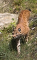 luchs190808-2