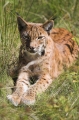 luchs190808-3