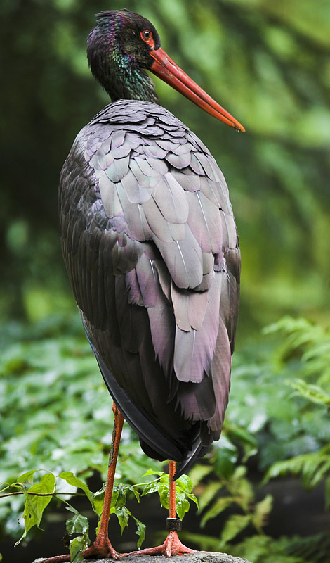 schwarzstorch210807-1.jpg