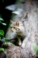 wildkatze210509-1