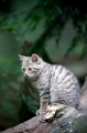 wildkatze210509-6
