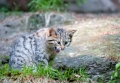 wildkatze230509-2