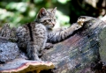 wildkatze240509-2